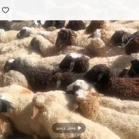 ۱۷۰ راس میش داشتی یه دست یه گله جون