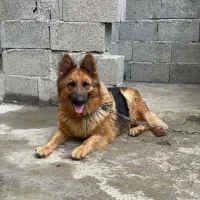 ژرمن شولاین ماده|سگ|رشت, پل تالشان|دیوار