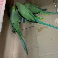 ملنگو کاسکو کاکادو خورشیدی شاهطوطی عروس|پرنده|مشهد, شاهد (شهرک غرب)|دیوار