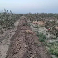 باغ پسته ،برداشت خاک مازاد
