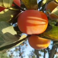 خرمالو|خدمات باغبانی و درختکاری|گنبد کاووس, |دیوار