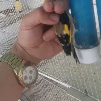 سهره و قناری خوشگل|پرنده|اردبیل, |دیوار