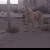 سگ الابای سفید|سگ|اصفهان, فرودگاه|دیوار