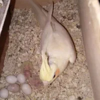 عروس هلندی کفتر و مرغ عشق
