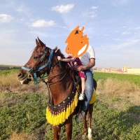 اسب عرب ایرانی