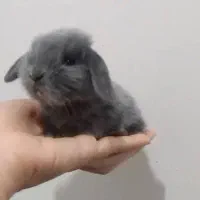 خرگوش مینی لوپ بلو با شناسنامه و واکسن|موش و خرگوش|اصفهان, شهشهان|دیوار