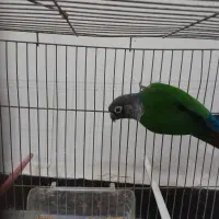 طوطی گرینچیک