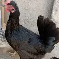 جوجه گلین و تخم مرغ نطفه دار