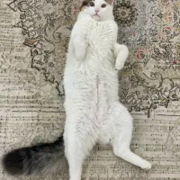 گربه تپلی و مودب یکسالونیم نر عقیم شده