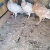 باسلام ۷ عدد جوجه سالم و زرنگ  موقیعت