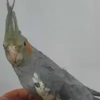 عروس هلندی دستی وباهوش