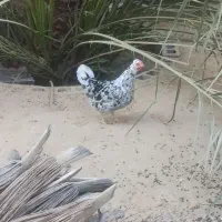 فروش مرغ تخم گذار