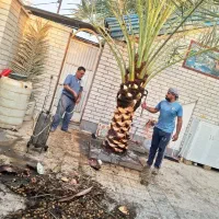 بریدن نخل قطع درخت هرس نخل سمپاشی نخل