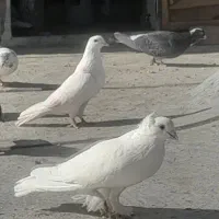 یک جفت کبوتر تهرانی کاکلی پاپر450