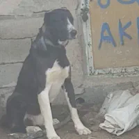 سگ سیاه|حیوانات|سنقر, |دیوار