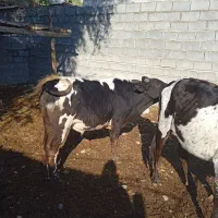 گاو|حیوانات مزرعه|تخت, |دیوار