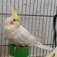 جفت عروس هلندی لوتینو مولد و نر دستی و سخنگو