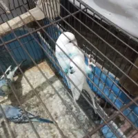 سه عدد مرغ عشق نژاد دار