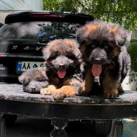 ژرمن شپردشولاین|سگ|تهران, ولنجک|دیوار