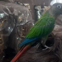 گم شده