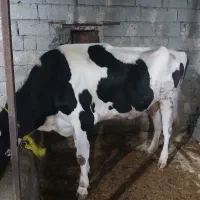 گاو هلیشتاین شیری