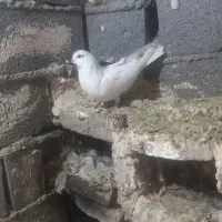 کبوتر سالم سرحال پرشی|پرنده|طرقبه, |دیوار