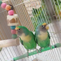 کوتوله برزیلی و مرغ عشق|پرنده|فسا, |دیوار