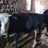 ماده سیمنتال شرابی