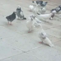 ۷۰تا کبوتر پرشی