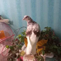 کبوتر فشن فری زینتی مولد