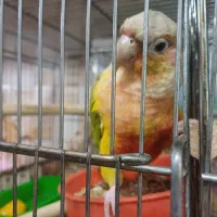 طوطی گرینچیک|پرنده|اصفهان, بوستان ناژوان|دیوار