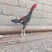 خروس و مرغ