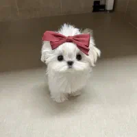 مالتیز  پودل کراس فنجون