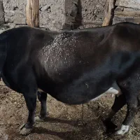 فروش ۴ عدد گاو و گوساله نر|حیوانات مزرعه|جیرنده, |دیوار