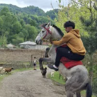 اسب نریان سیانیلی