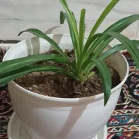 گل گندمی سرحال و شاداب