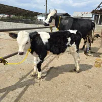 گاو سیمینتال  با گوساله نر سیمینتال