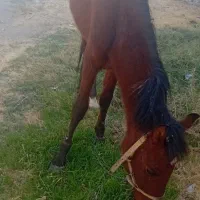 اسب نیشابوری سالم