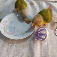 یک جفت گیرینچیک