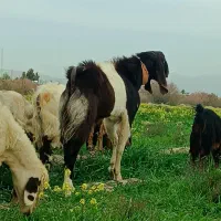 پازن بذری. چبش دبر نر بز. بره