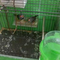 یه جفت فنج باتخم