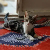 بچه گربه خانگی سالم|گربه|اشکذر, |دیوار