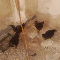 چهارتا جوجه ۵ ماهه واکسن خورده مرغ