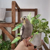 عروس هلندی نژاد سینامون|پرنده|شهریار, شهرک شاهد|دیوار