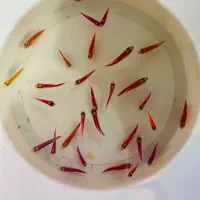 ماهی کالر بنفش