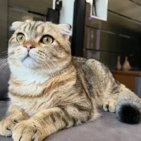 اسکاتیش فولد