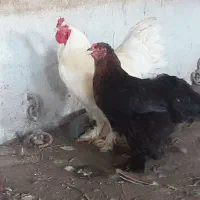 مرغ خروس برهمای اصل