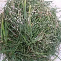 فروش پیاز(تره) کوهی درجه یک پاک و تمیز شده