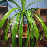 دو عدد گلدان بزرگ