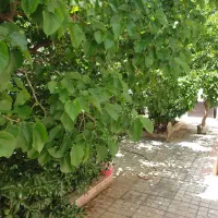 ۱۴۰مترحیاط دلباز اختصاصی / همکف در نوفل لوشاتو|فروش آپارتمان|مشهد, رضاشهر|دیوار